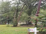 Storm damage fallen trees